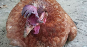 Co dělat, když kuřata spadnou na nohy?